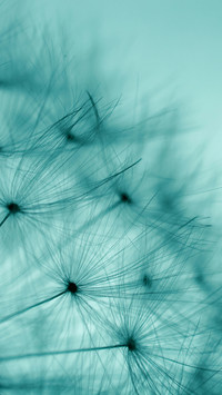 dandelion