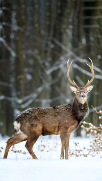 Cute animals-02