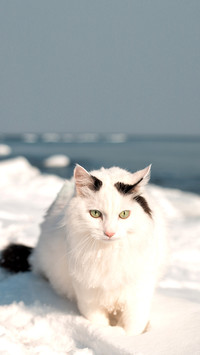 White fluffy cat on a walk
