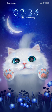 Plate of cat