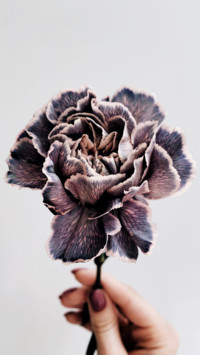 Flowers and Plants (22)
