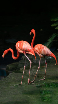 Flamingos at nanning zoo