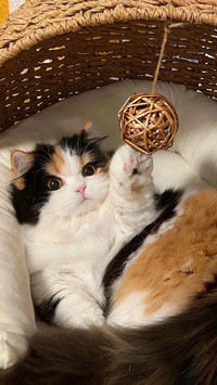 三花猫为啥几乎都是母猫