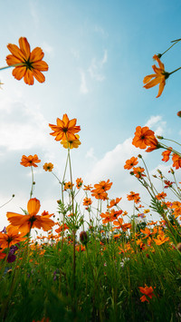 Looking up at the beautiful persian chrysanthemums