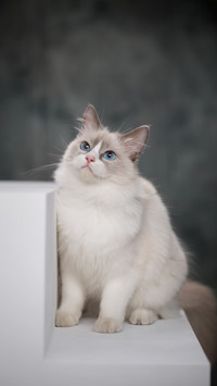 Does a cat apologize for doing something wrong