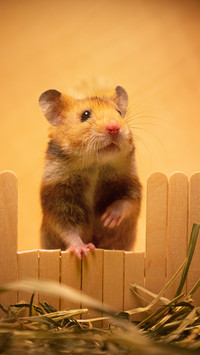 Cute and charming upright