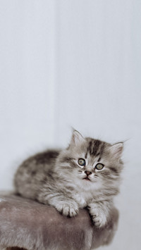Cat sitting in front of a white background