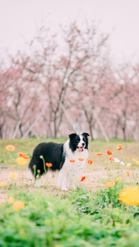 边境牧羊犬智商有多高