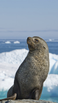 Cute Seal Resting on Ice