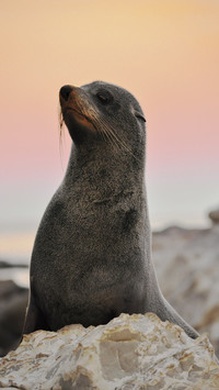 Cute Seal Resting on Rock