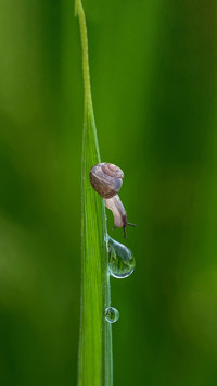 Do snails have teeth