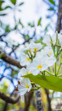flower (17)