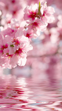 flower (4)