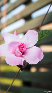 flower (5)