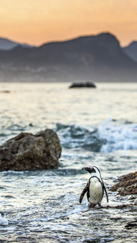 Lost Penguin on Beach