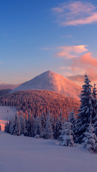 Pine Forest Covered in Snow