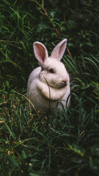 Rabbit (1)
