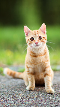 High marks classic movies 0 about cats