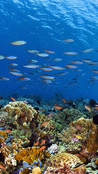 Komodo Wide View