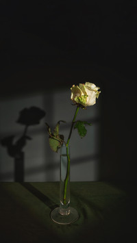 Still life with one white rose in the light from the window