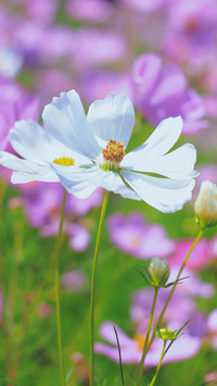 Pink flowering plants