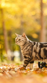 The philosophy of cats in autumn light 2