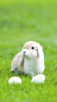 Little Rabbit in the Garden with Easter Eggs