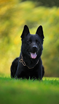 Dog83