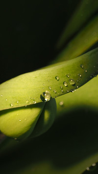 Spring bends and lines of nature