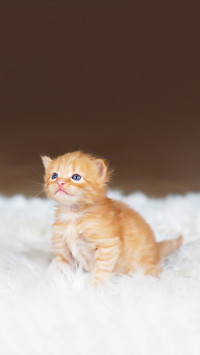 Little ginger kitten on a white blanket