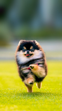 Playful Black-Tan Pomeranian running in a park