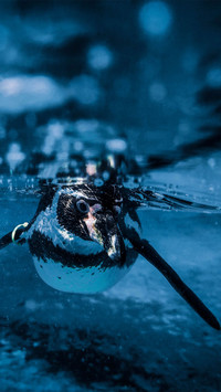 Swimming Penguin