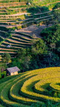 Green Terraced Fields