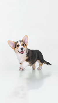 Puppy Walking over White Background
