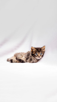 A small striped kitten lies on the white of goodness