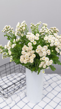 雏菊
