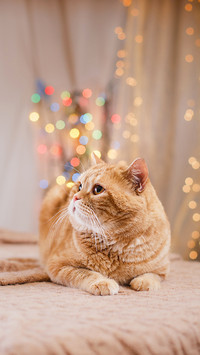 Lovely pet-PAIXIN
