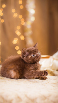 Lovely pet-PAIXIN
