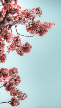 Spring (12)