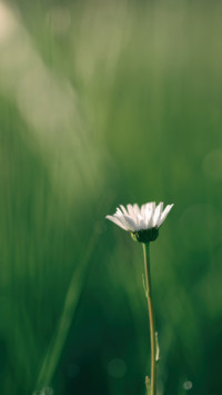 Spring (20)