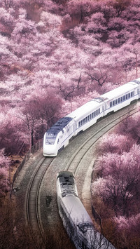 Railway and flowers