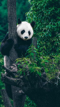 National treasure panda