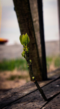 Hope from Covid (16)