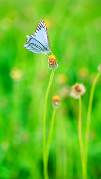 What should we pay attention to in macro photography 05