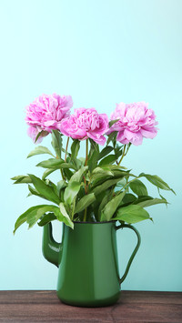 Seasonal maintenance techniques for indoor flowers 0