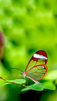 The Beauty of Nature