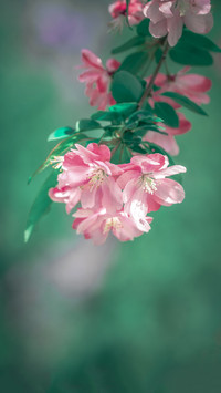 How to distinguish between apple blossom and begonia