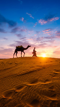 Indian Cameleers Bedouin with Camel Silhouettes