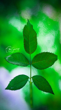 Leaf