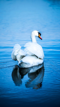Blue Lake Grace: Swan's Elegant Wings Reflect on Calm Surfac